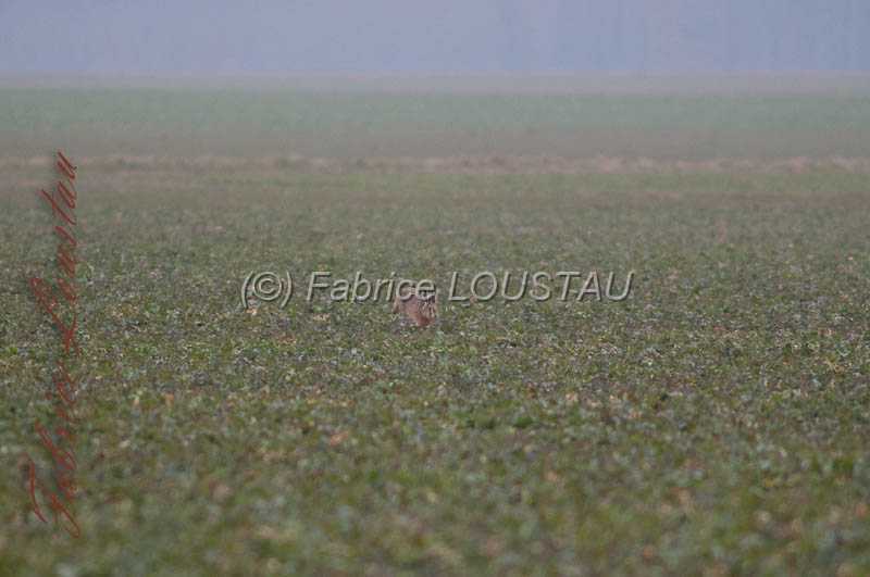 20130302-FLS_7577.jpg
