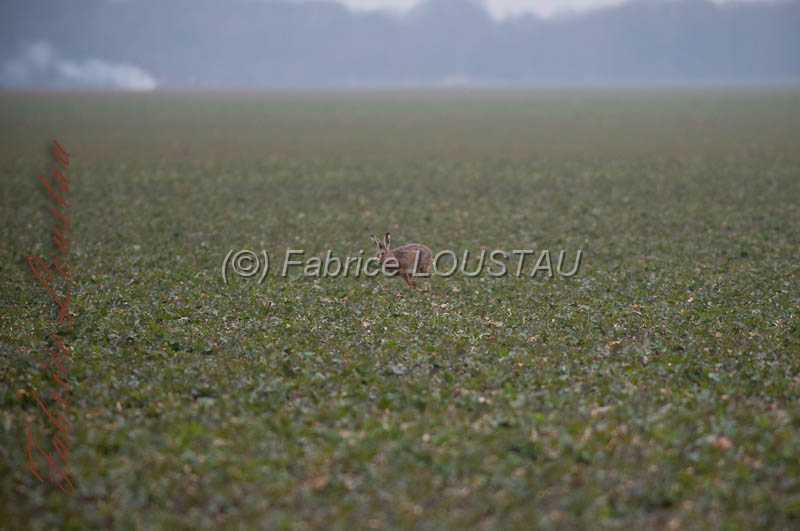 20130302-FLS_7580.jpg