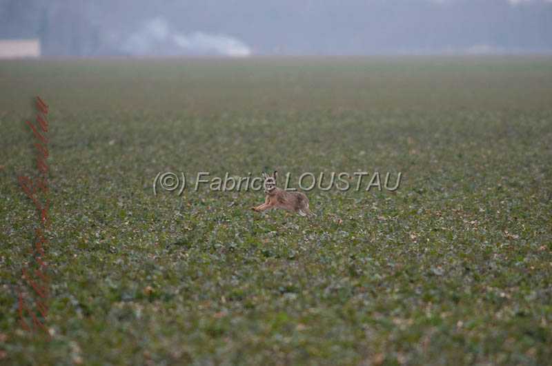 20130302-FLS_7582.jpg