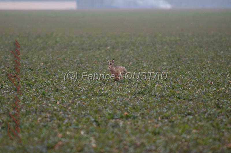 20130302-FLS_7583.jpg
