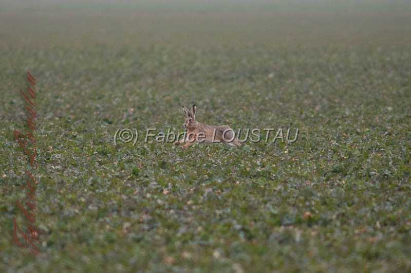 20130302-FLS_7584.jpg