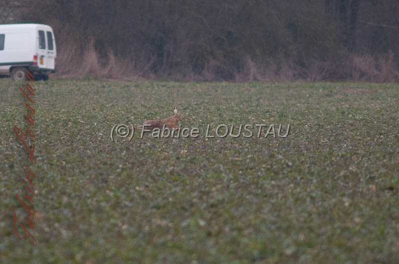 20130302-FLS_7603.jpg