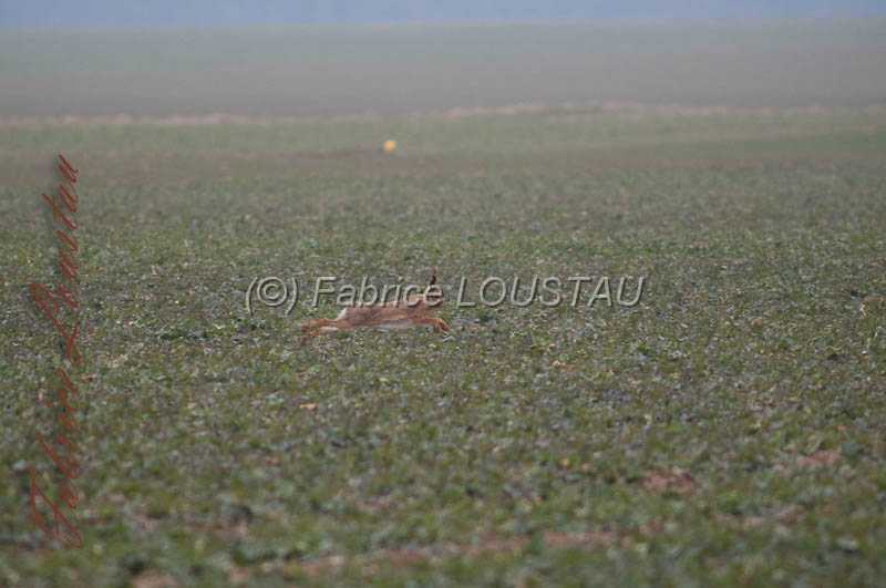 20130302-FLS_7616.jpg