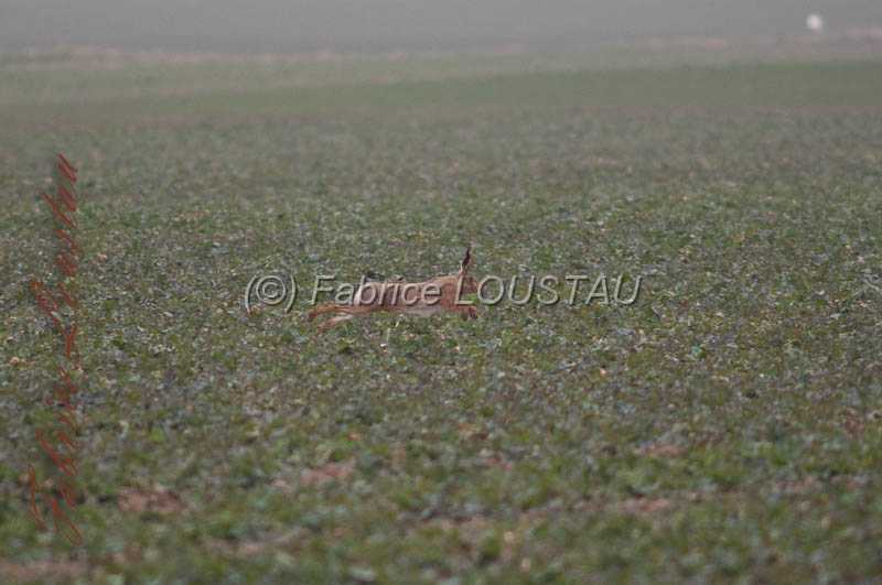 20130302-FLS_7617.jpg