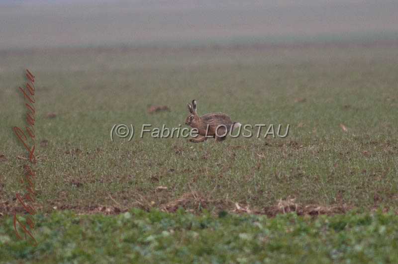 20130302-FLS_7635.jpg