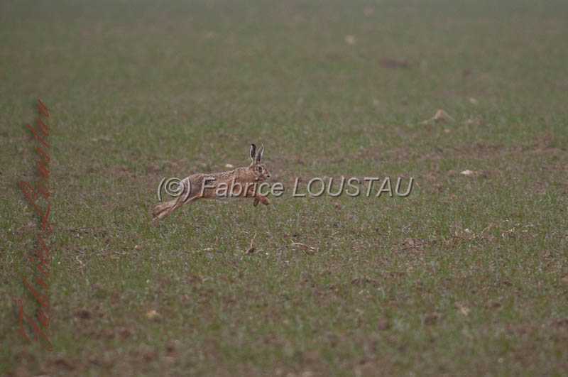 20130302-FLS_7644.jpg