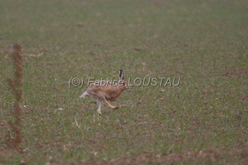 20130302-FLS_7647.jpg