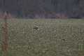 20130302-FLS_7604